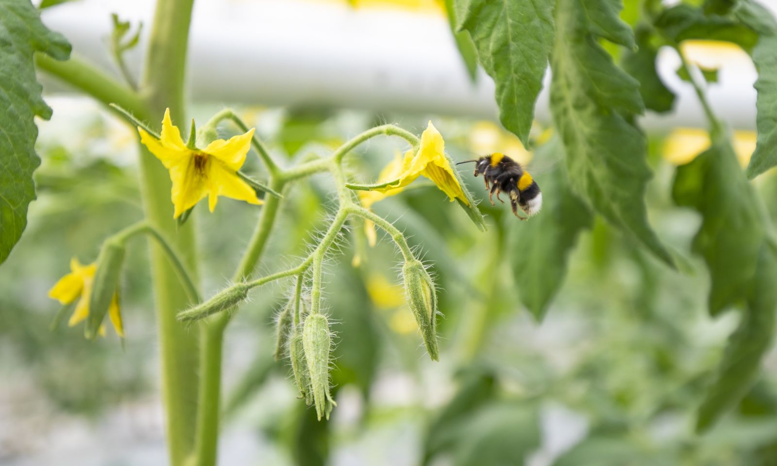 Bumblebee pollinating tomato flowers, a green pest-control practice