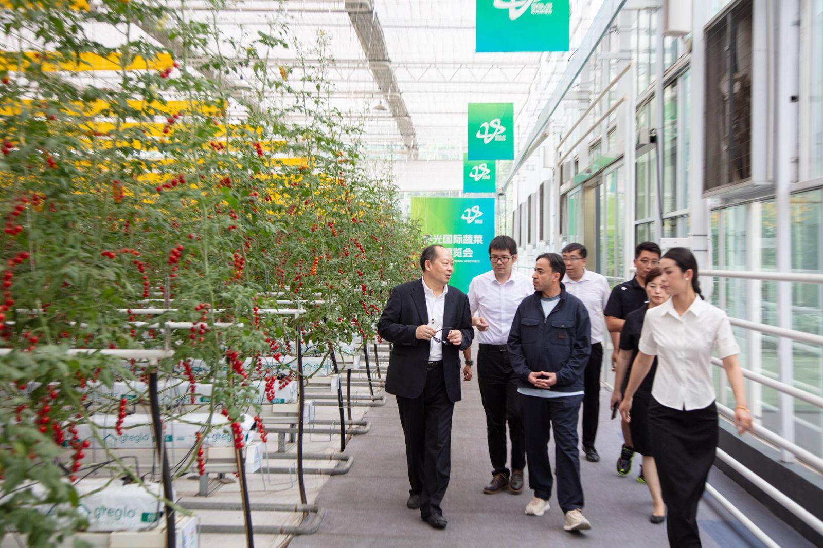 Agronomists touring a tomato greenhouse
