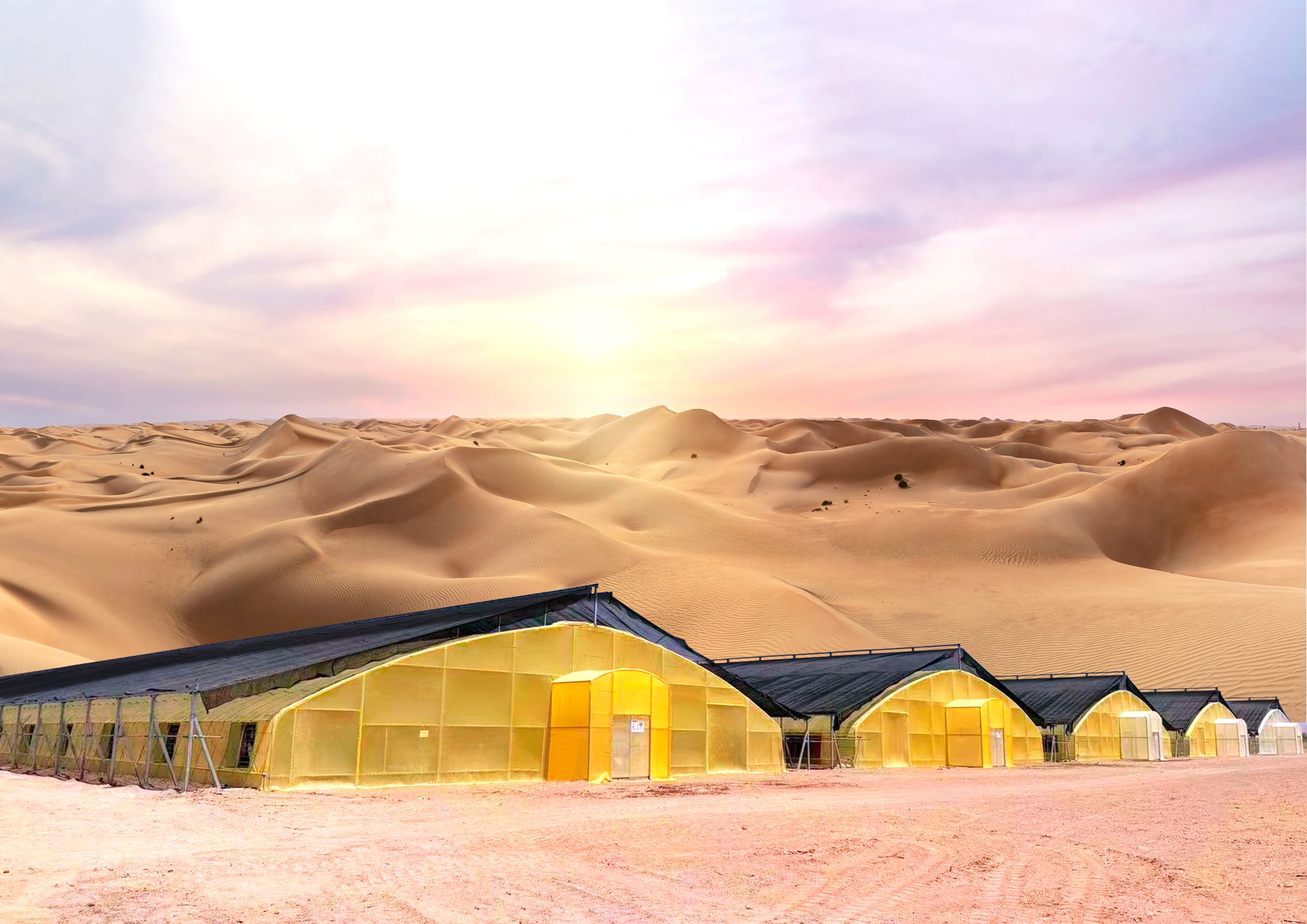 Greenhouses glowing at sunrise among desert dunes