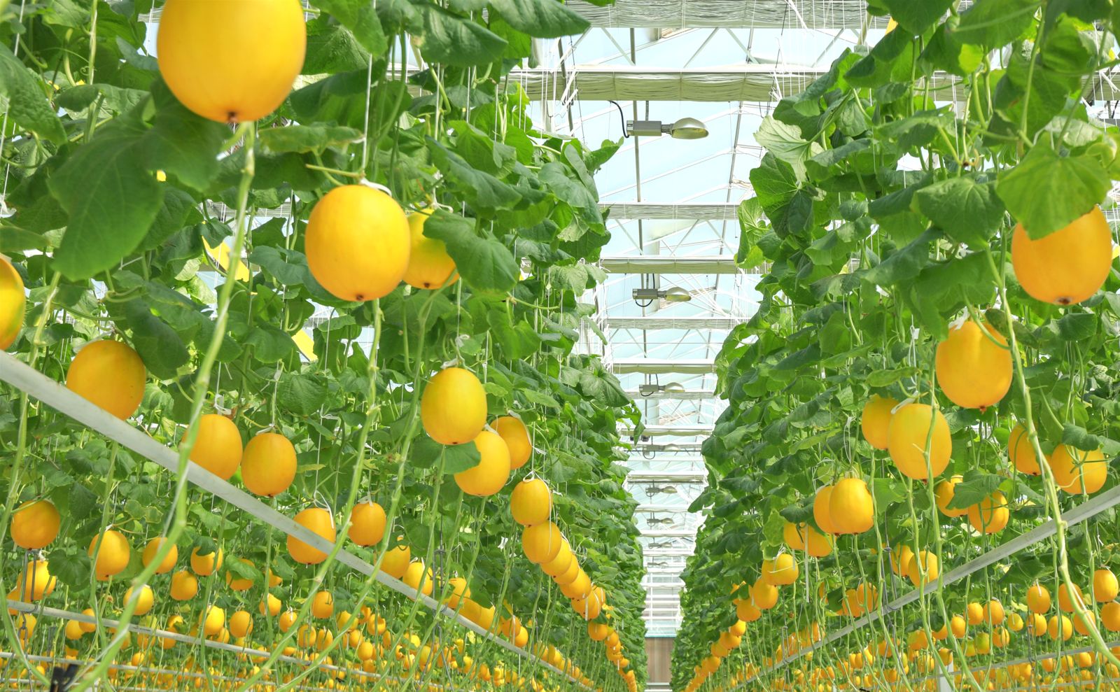 Melons growing on high-wire supports inside a glass greenhouse