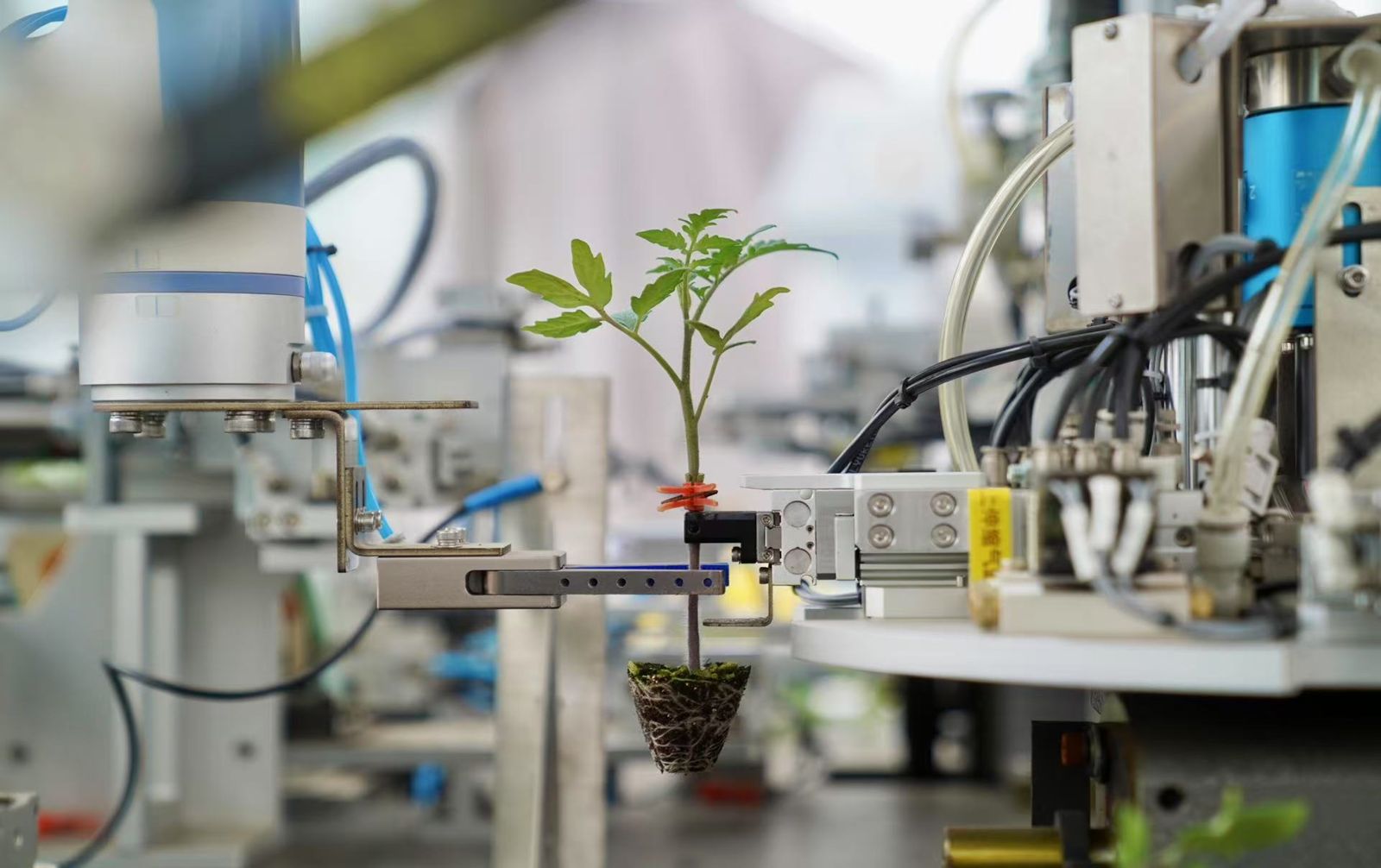Robotic tissue and seedling handling in a laboratory