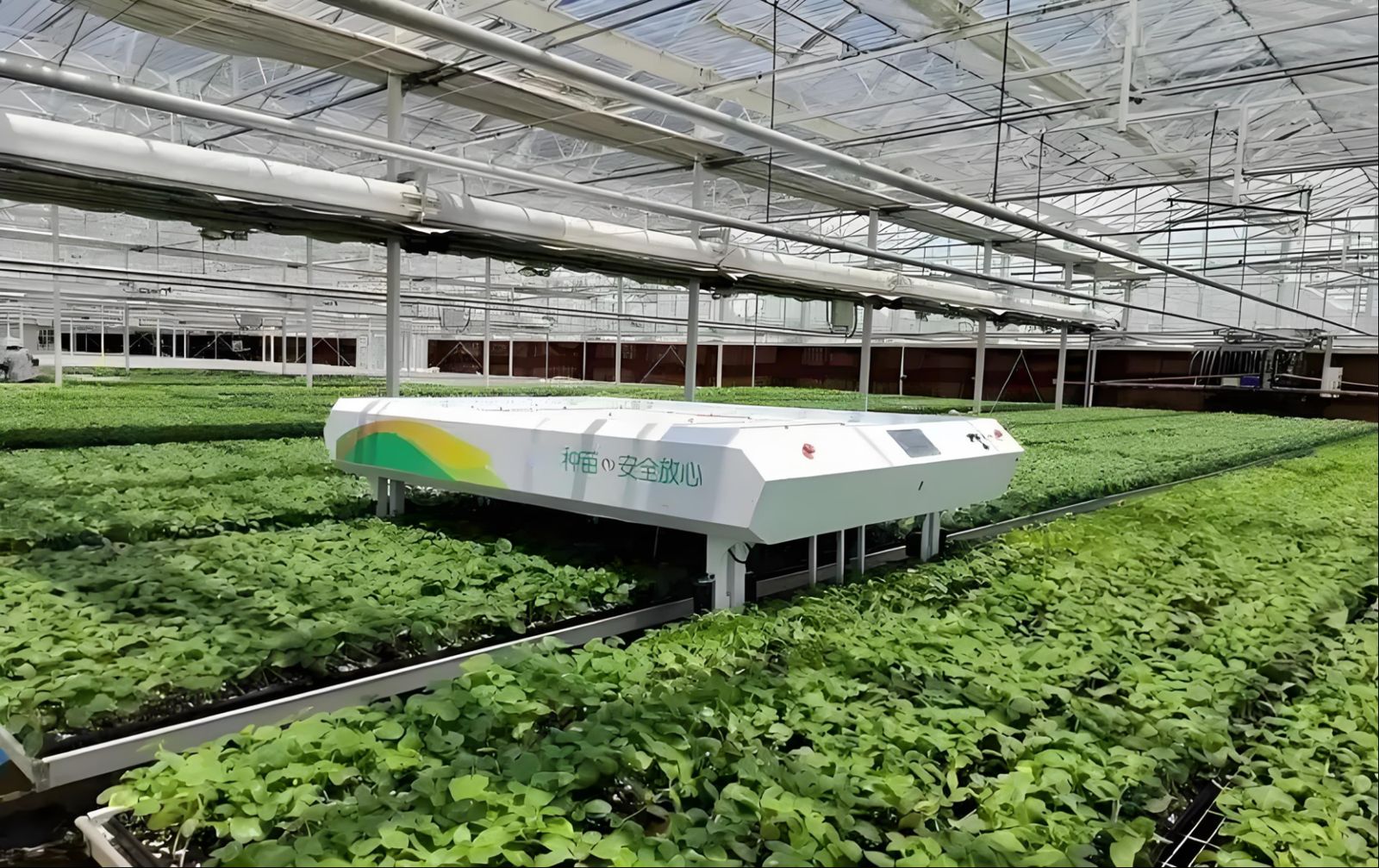 Automated seedling production line in a modern nursery